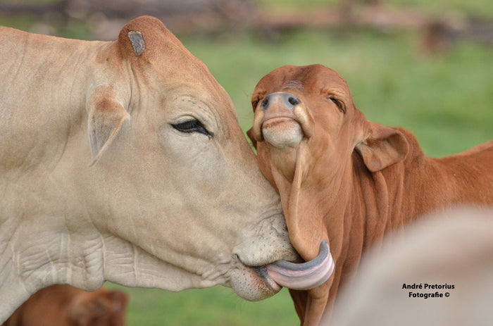 Cattle