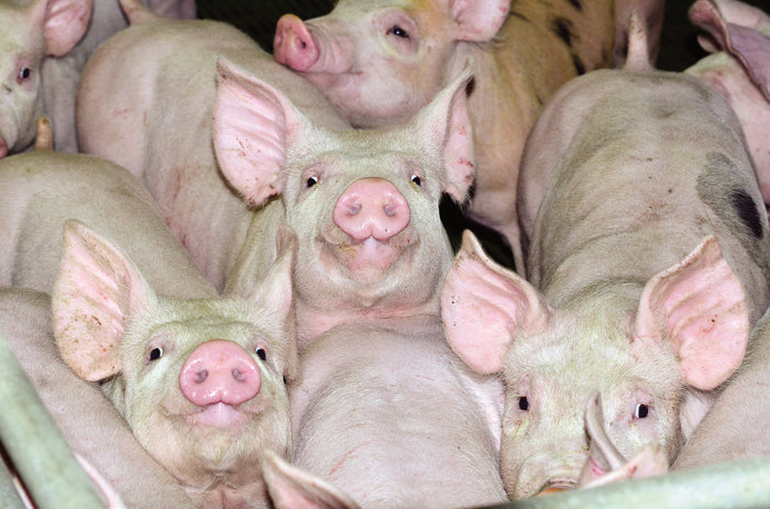 Pigs