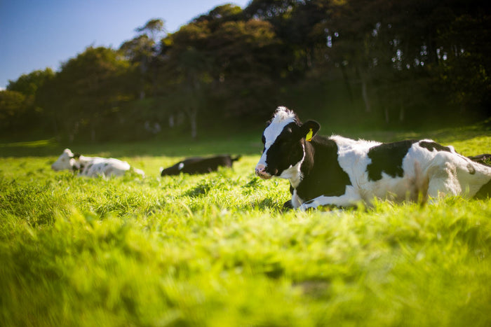 Dairy Cows