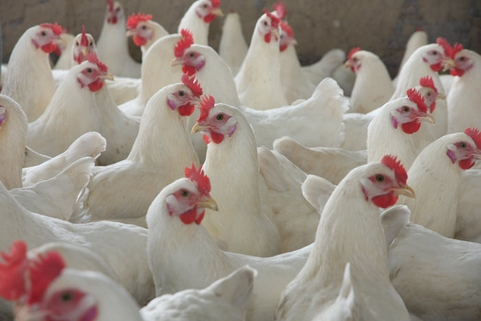 Poultry
